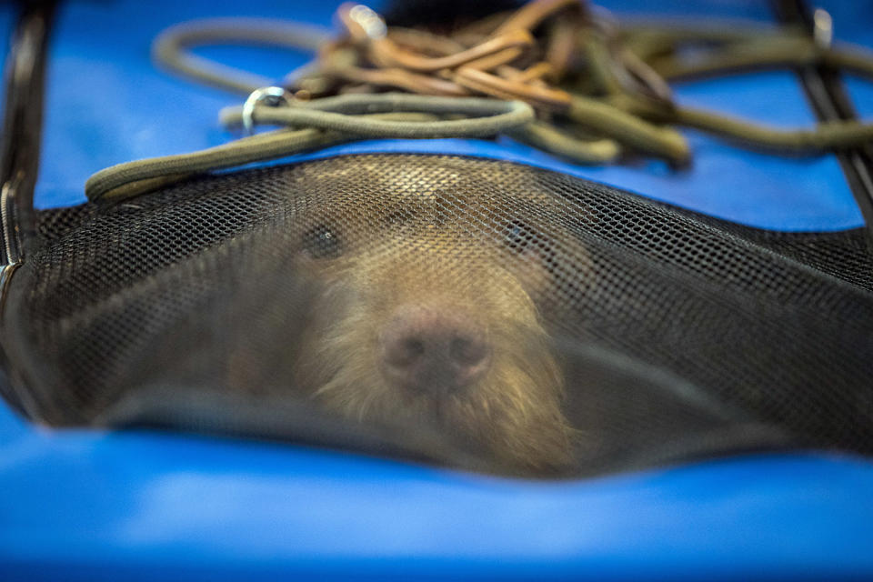 Under the net