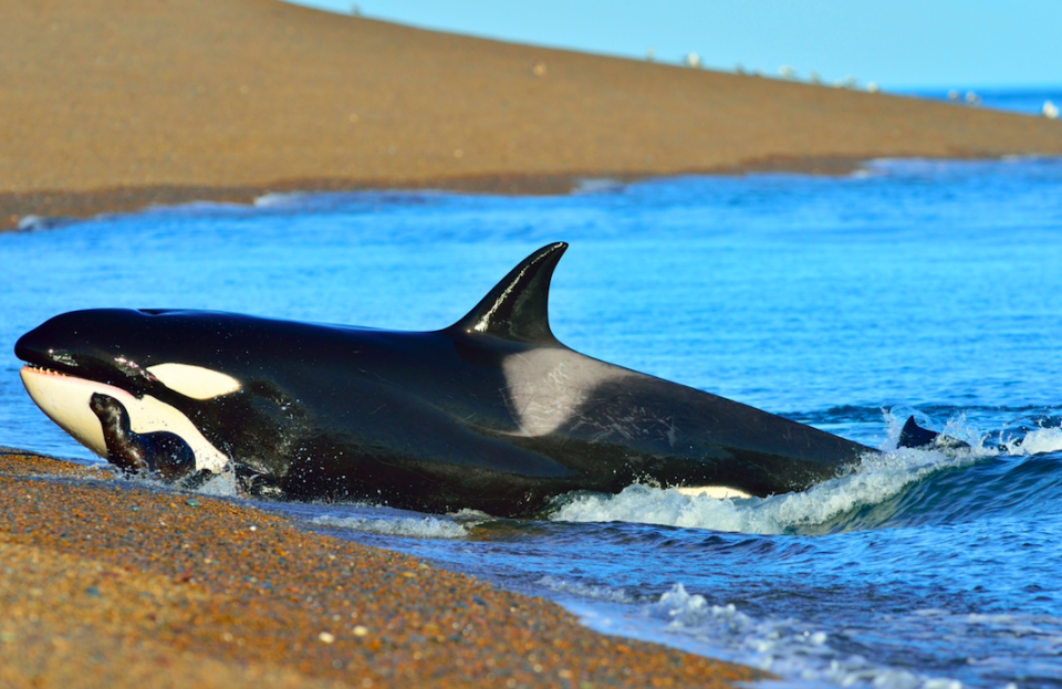 <p>A população de Orcas ou baleias assassinas nas águas europeias continua ameaçada pelos poluentes orgânicos e pelas leis que permitem a utilização da banha dos mamíferos em níveis que excedem os limites de toxicidade. (<i>Foto: Rex</i>)</p>