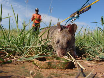 Schnüffelnde Lebensretter: Ratten suchen in Afrika Landminen. (Bild: Apopo)