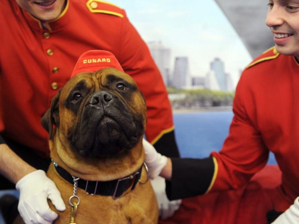 A bullmastiff at the Westminster Kennel Club Dog Show in 2017, which Cunard sponsored.