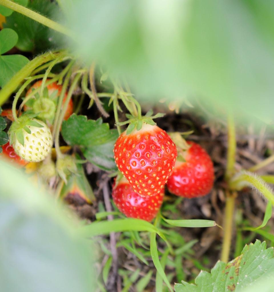 It's strawberry time! The berries are just coming in, so call the orchard or farm market before you make a drive.