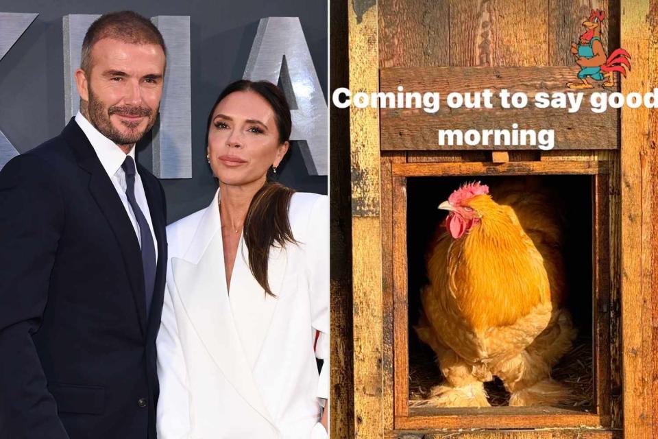 <p>Getty;David Beckham/Instagram</p> David and Victoria Beckham gave their fans a lighthearted update on their new chickens and cockerel.