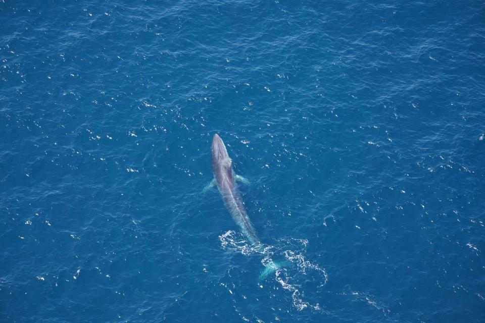 A fin whale was among more than 700 animals researchers with the New England Aquarium spotted during a recent survey of the Northeast Canyons and Seamounts Marine National Monument.