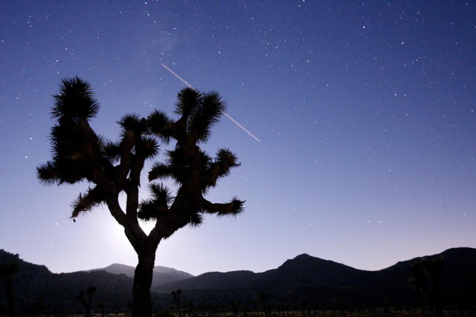 A Joshua tree is silhouetted by the moon as a plane flies overhead at Joshua Tree National Park early morning on Monday, August 11, 2008 in Joshua Tree.