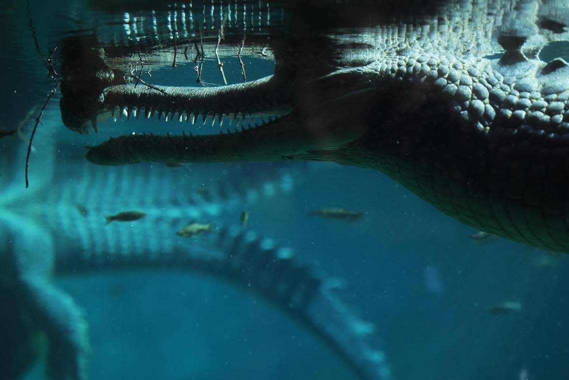 Adult gharial crocodiles swim in their habitat at the Fort Worth Zoo on Thursday, August 31, 2023. The zoo announced the rare birth of four gharial crocodiles.