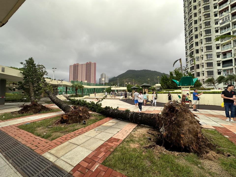 陪伴杏花邨居民至少十數載的三棵大樹，全數被超強颱風蘇拉吹塌。（受訪者提供相片）