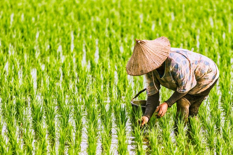 <span class="caption">Hot spells can make rice seeds less likely to become seedlings.</span> <span class="attribution"><a class="link " href="https://www.shutterstock.com/image-photo/farmer-planting-on-organic-paddy-rice-497587918" rel="nofollow noopener" target="_blank" data-ylk="slk:FenlioQ/Shutterstock;elm:context_link;itc:0;sec:content-canvas">FenlioQ/Shutterstock</a></span>