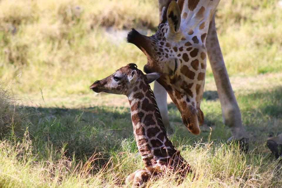 First-time mom Shellie Muujiza with her calf born at The Living Desert in Palm Desert on Monday, February 21, 2022. The calf had a well-baby exam Tuesday morning, Feb. 22, 2022, zoo officials said.