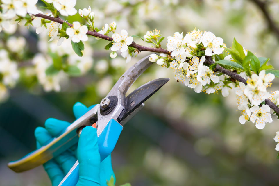 Clippers being used to prune plants