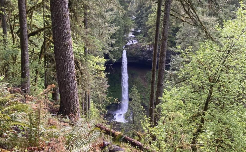This new view of North Falls will be opened by the completion of a new trail on the north side of Silver Falls State Park.