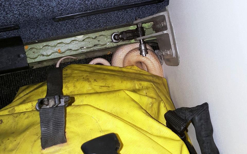 A snake lies beneath a duffel bag on a Ravn Alaska flight - Credit: Anna McConnaughy via AP