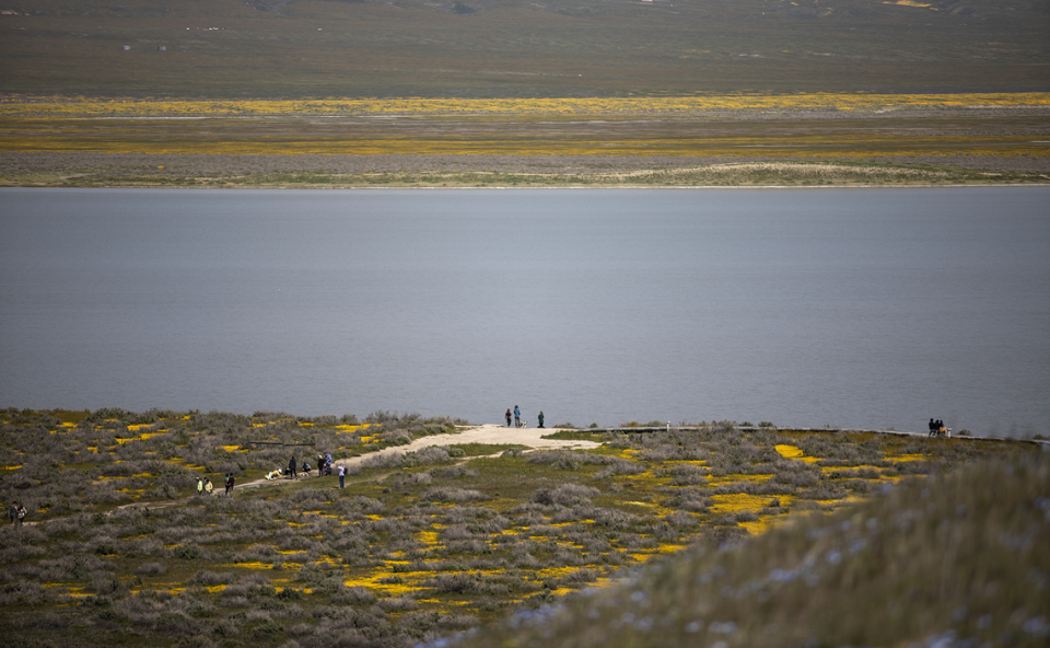 Fields of yellow wildflowers line the shores of a full Soda Lake in the Carrizo Plain National Monument on April 1, 2023.