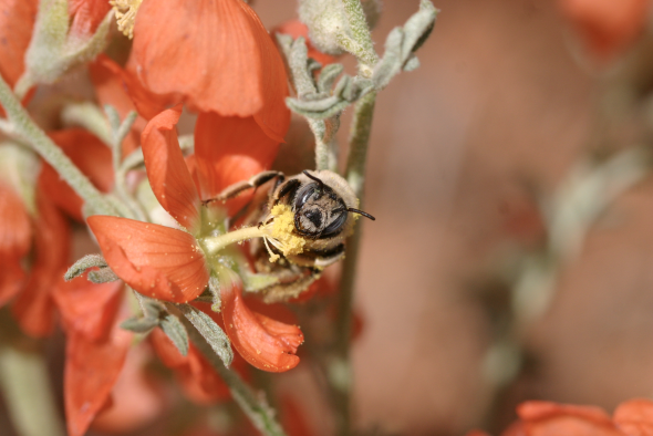 Utah bees