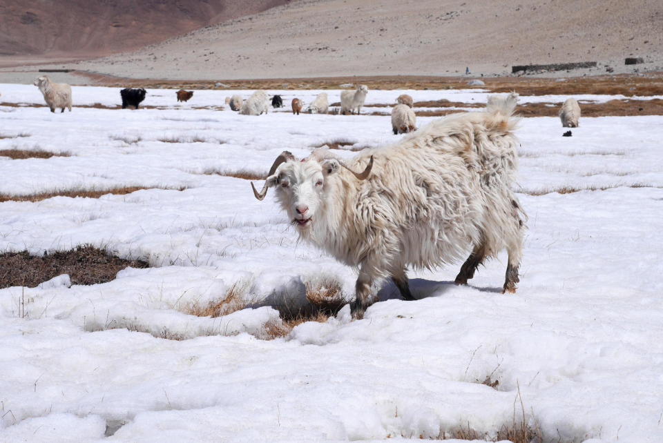 Das Winterfell schützt die Kaschmierziege vor Schnee, Eis, Wind und Insekten. (Foto: Getty Images)