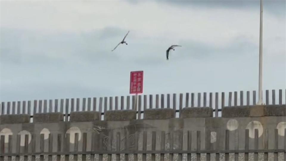 鸚鵡盤旋低飛  他們嚇到了！ 飼主：鸚鵡想降落 不是要搶手機