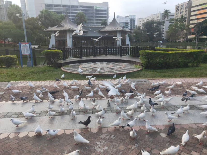 曾列名台灣八景的台中公園，近期出現野鴿占地為王情況。（中央社資料照）