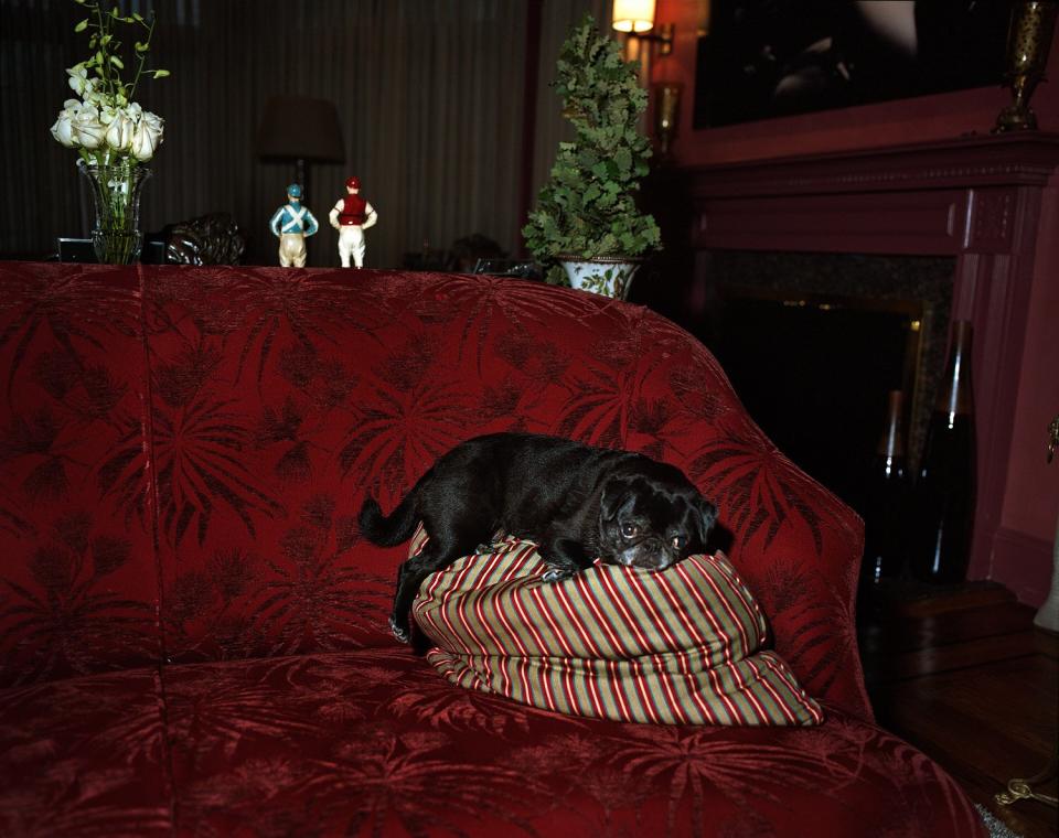 <i>Bibi on my Sister's Couch</i>, Armonk 2010