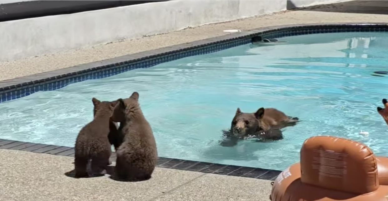  Momma bear tries toi encourage bear cubs into a swimming pool in Californian back yard. 