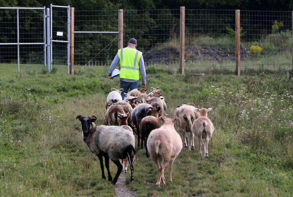 Sheep follow farmer Caleb Scott inside the solar field in Lansing, New York. The sheep and pigs feed on the wide variety of grasses around the solar panels.