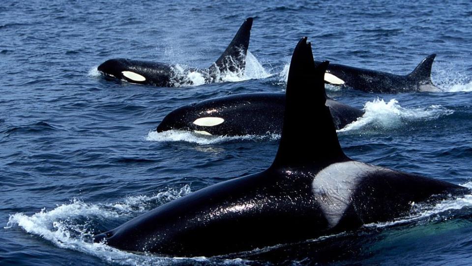 A pod of orcas swims in the sea with their dorsal fins poking out.