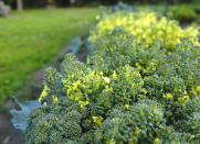 <body> <p>As your summer vegetable <a rel="nofollow noopener" href=" http://www.bobvila.com/slideshow/10-plants-to-grow-for-a-pest-proof-yard-49121?bv=yahoo" target="_blank" data-ylk="slk:garden;elm:context_link;itc:0;sec:content-canvas" class="link ">garden</a> fades and you're left with dead vegetable plants, clear the area of all but the cauliflower and broccoli stalks. Why? As the cold season continues, these cruciferous veggies will release poison that can reduce the population of wireworms, bringing you one step closer to a pest-free garden next spring.</p> <p><strong>Related: <a rel="nofollow noopener" href=" http://www.bobvila.com/slideshow/8-ways-to-combat-garden-pests-48897?bv=yahoo" target="_blank" data-ylk="slk:8 Ways to Combat Garden Pests;elm:context_link;itc:0;sec:content-canvas" class="link ">8 Ways to Combat Garden Pests</a> </strong> </p> </body>