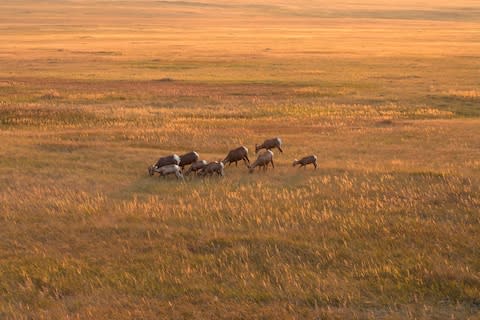 Bighorn sheep - Credit: GETTY