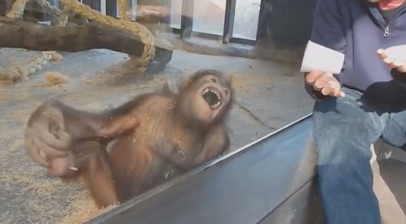 Orangutan finds zoo visitor's magic trick hilarious