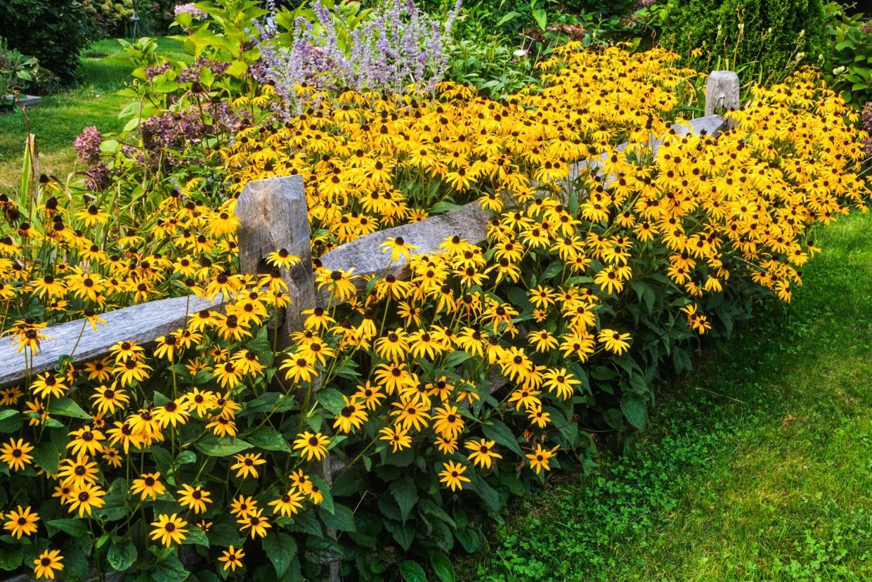 Hundreds of Black Eyed Susan flowers grow in abundance over a Cape Cod split rail fence.