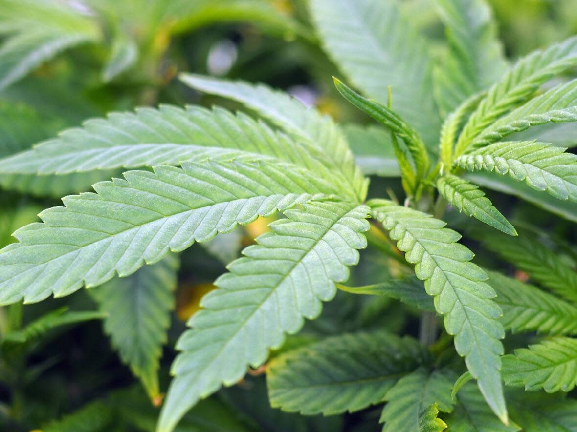 Humans have used cannabis in different ways for thousands of years. Now with a steadily growing market of innovative products, science is trying to keep up.  (CBC/Science & Cannabis - image credit)