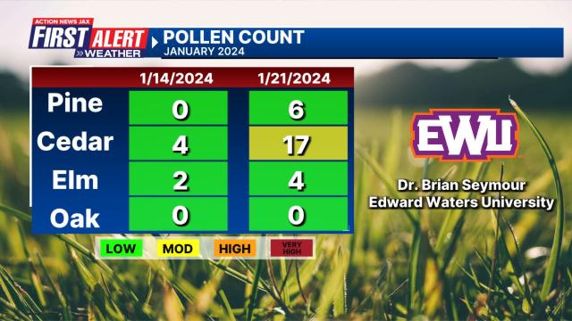 What Does Pollen Look Like? (2024)