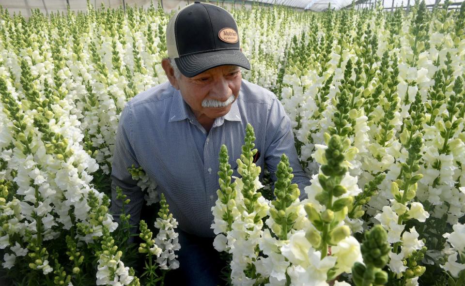 Jose Ortiz, 81, owner of Joseph & Sons in Santa Paula, looks at the white snapdragons on May 5. He started the company 18 years ago and its busiest time of year is around Mother's Day.