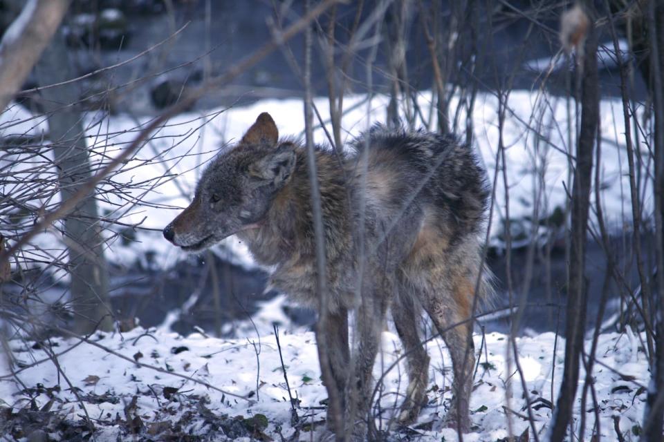 A coyote is pictured in a ravine in Oakville, Ont., in 2022.  (Richard Buchan/Canadian Press - image credit)