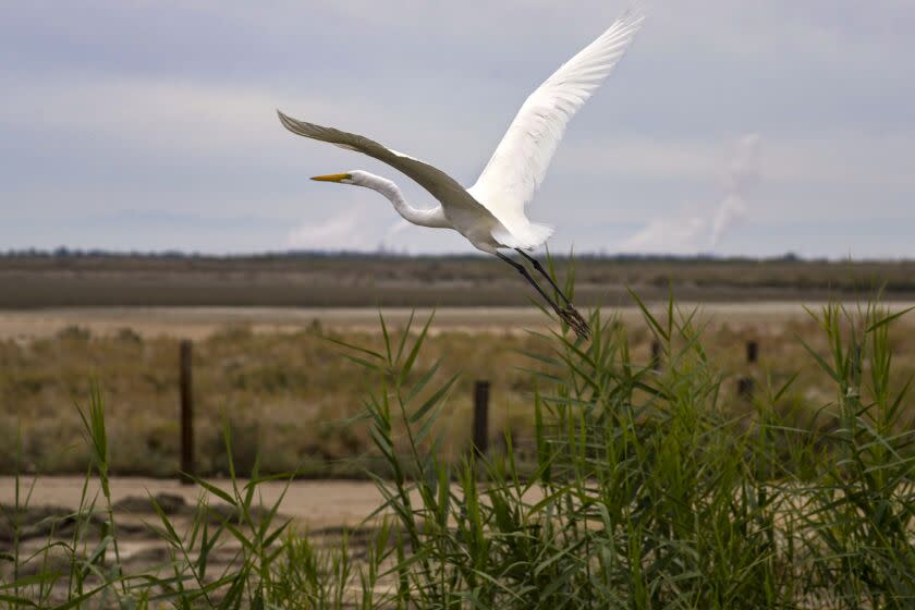 SALTON SEA, CA - DECEMBER 03, 2019 — A great egret takes off from marshland at Salton Sea. Thousands of acres of exposed lakebed have become, of all things, the unintended beneficiaries of lush marshlands that are homes for endangered birds and fish at the outlets of agricultural and urban runoff that used to flow directly into the Salton Sea. These unmanaged flows, scientists say, are flushing salinity out of the soil and forming freshwater ponds on the lake's margins, which are attracting cattails and grasses, which are attracting insects and other wildlife. (Irfan Khan / Los Angeles Times)