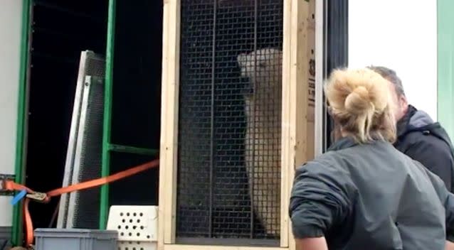 Nissan the polar bear eventually arrived safely at his new home in Yorkshire. Photo: Facebook