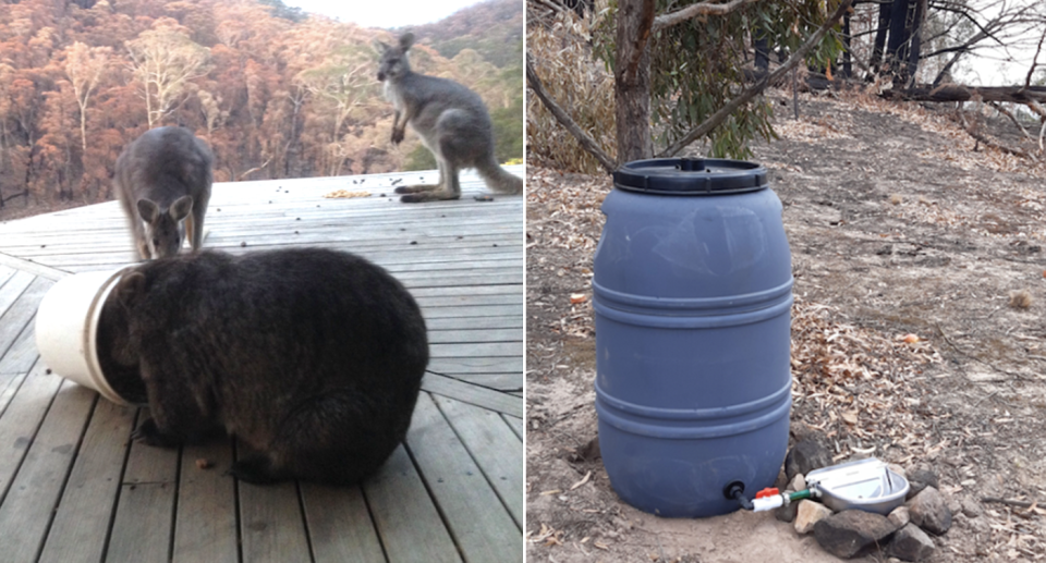 Split screen. Left - Two wallabies and a wombat eat on a deck. A burnt forest in the background. The wombat has its head in a bucket. Right - a barrel forms part of a watering station in the forest.