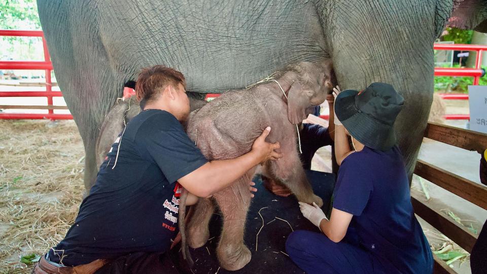 Elephant feeding