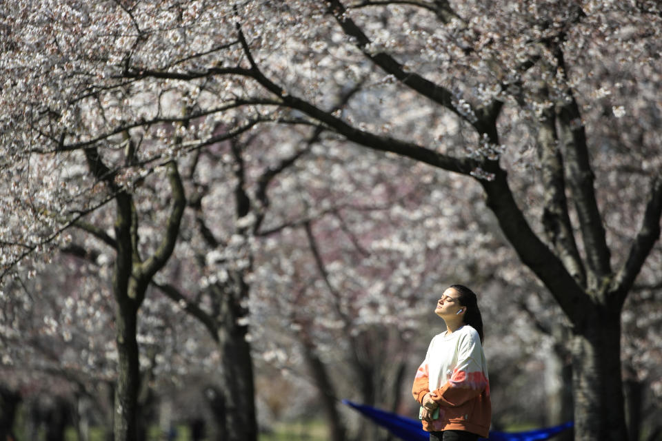 FILE - In this March 26, 2020, file photo, a person takes in the afternoon sun amongst the cherry blossoms along Kelly Drive in Philadelphia. (AP Photo/Matt Rourke, File)
