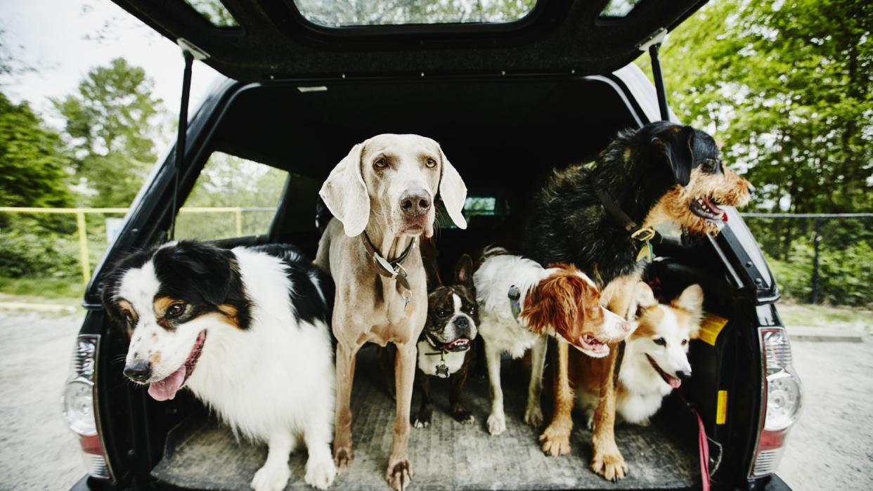 six dogs of varying sizes wait patiently in the back of a car to go for a walk