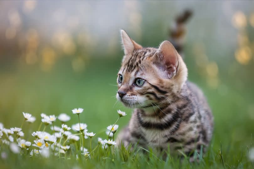 A cat in a grass field
