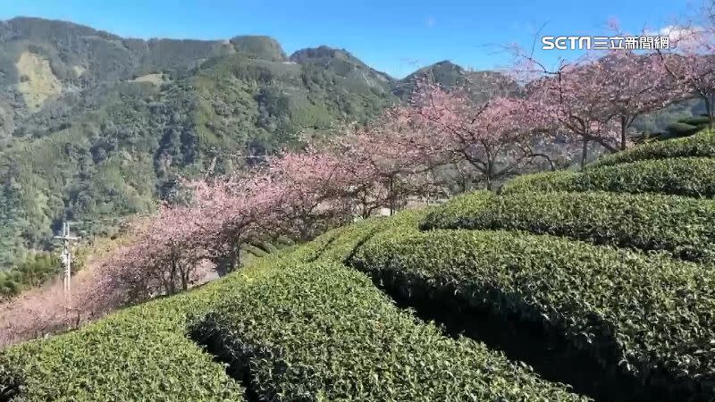 南投竹山大鞍茶區垂櫻園區的粉紅花朵綻放枝頭，綿延山間宛如粉紅巨龍。