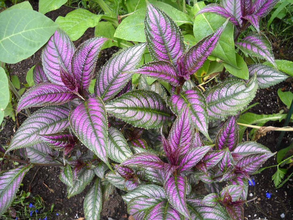 Homeyer grows Persian shield for its foliage.