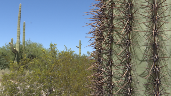 Organ Pipe National Monument is located on the Mexico-Arizona border about 120 miles southwest of Tucson, Arizona. (Salvador Rivera/Border Report)