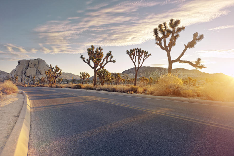 Desert highway with Joshua trees and rock formations at sunset