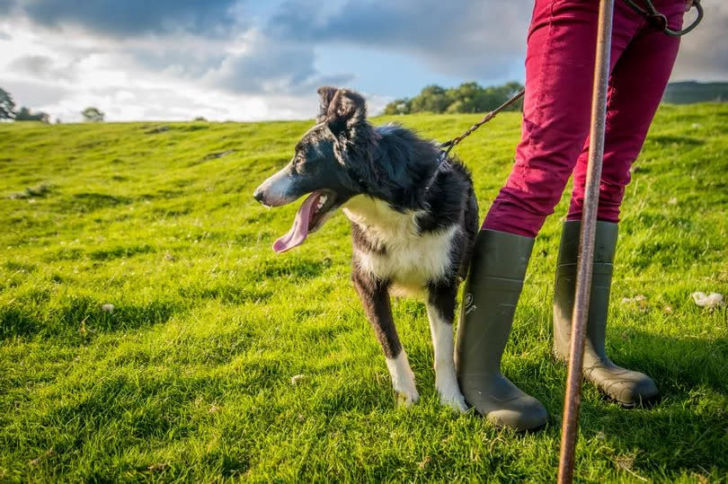 A dog on its leash on the grass