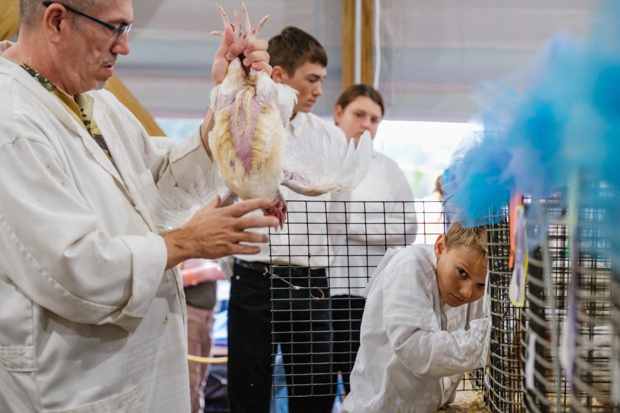 Jaxon Renner, from the Boots 'n Buckles club, watches as his market broiler chickens are judged at the Tuscarawas County Fair in Dover.