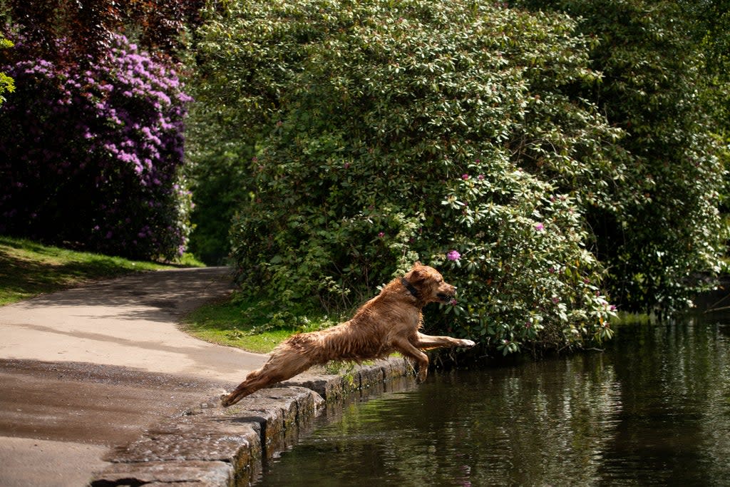 As summer approaches, owners are being warned to look out for early signs of heatstroke (Jacob King/PA) (PA Archive)