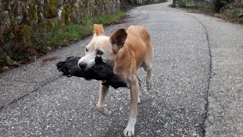 La imagen de Jacki con el cuerpo de un animal carbonizado en la boca se ha convertido en la fotografía más triste de los incendios en Galicia. (Foto: Salvador Sas / Agencia EFE)