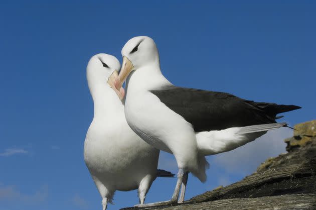 A courting pair of black-browed albatrosses. (Photo: Kevin Schafer via Getty Images)