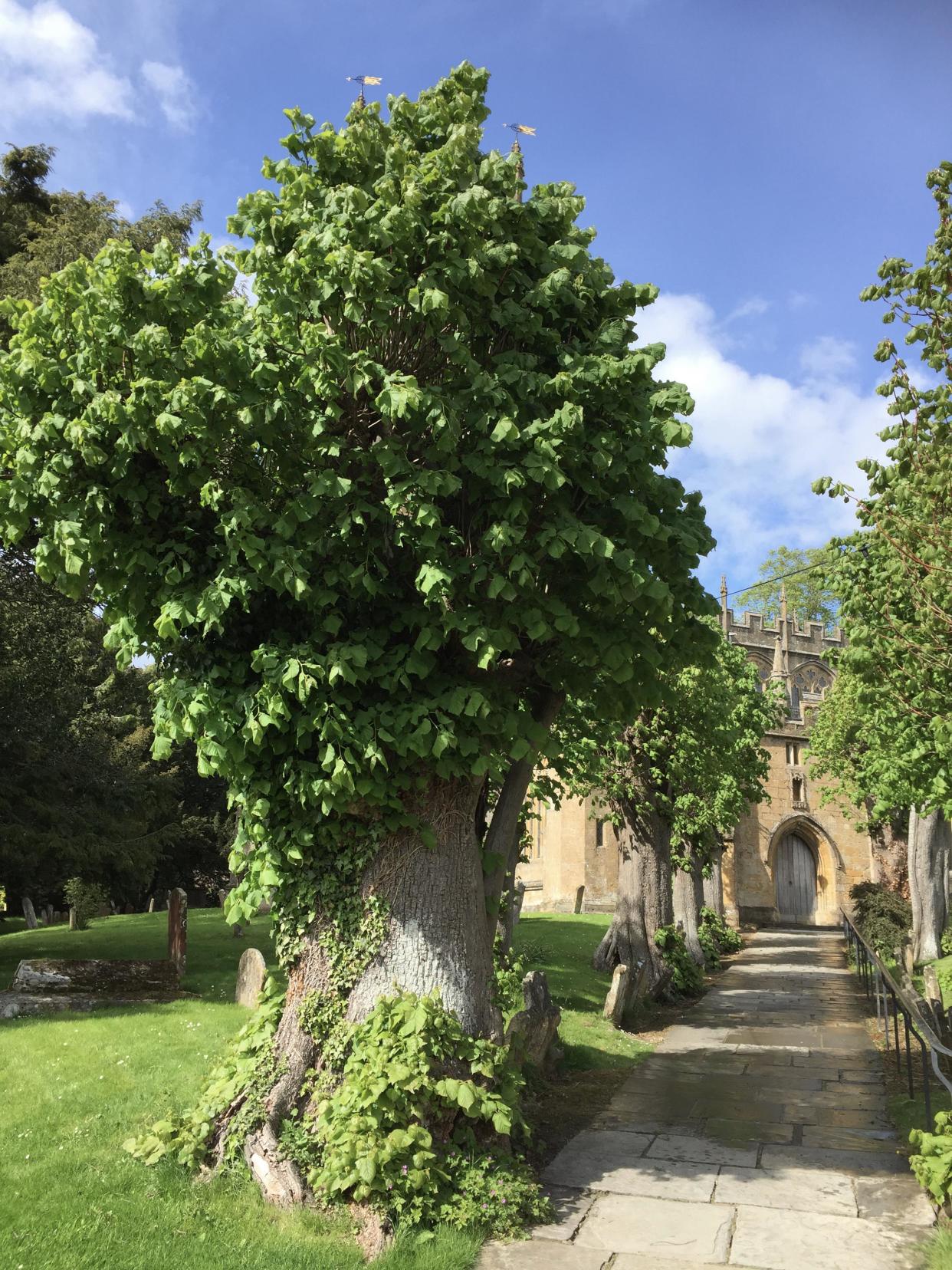 Twelve Apostles Lime (Ann Clayden/Woodland Trust/PA)