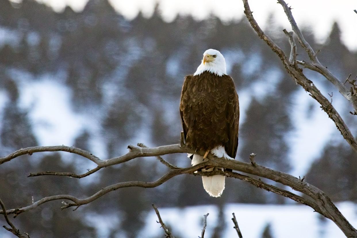 Majestic Bald Eagle perched on a branch in winter at dusk. This was observed near dark between Mammoth Hot Springs and Gardiner, Montana. Closest large town is Bozeman, Montana. This is beside a fast flowing river. Bald Eagles prefer fish over other prey.
